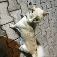 واگذاری سگ نر|سگ|کاشان, فاز ۲ ناجی آباد|دیوار