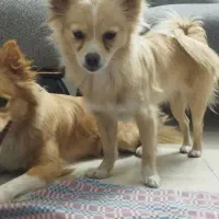 سگ ماده گم شده