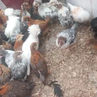 فروش عمده وخرده جوجه یه ماهه