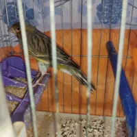 قناری سبز ماده اماده