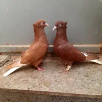 یک جفت کبوتر دم سفید