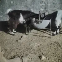 فروش کهره محلی