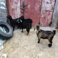 4عدد چپیش نر و ماده برای نگه داشتن وزن روی 14کیلو
