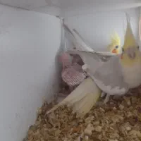 عروس هلندی  با ۴ تا جوجه|پرنده|تربت جام, شهرک آزادگان|دیوار