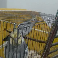 یک جفت عروس هلندی معاوضه میکنم با