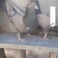 کبوتر اصفهانی