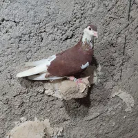 کبوتر ساده افشون نر ماده