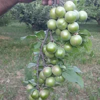 مرغوب ترین نهال های گلدانی میوه های سردسیری