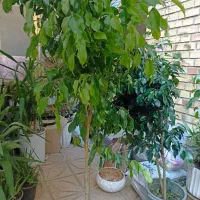 گل درخچه بنجامین بلک وسبز بارتفاع یک ونیم متربه|گل و گیاه طبیعی|تبریز, |دیوار