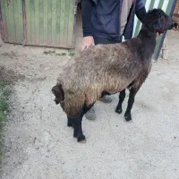 قوچ همو