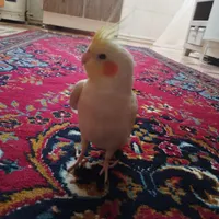 عروس هلندی گمشده