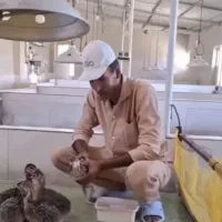 فروش جوجه شترمرغ