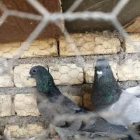 کبوتر دمگیر|پرنده|حبیب آباد, |دیوار