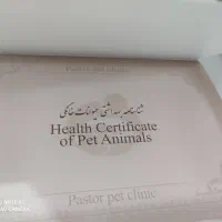 گربه پرشین بریتیش|گربه|مشهد, ابوذر|دیوار