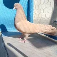 کفتر سرور|پرنده|ماهدشت, |دیوار