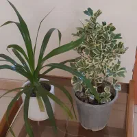 گل های طبیعی