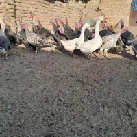 نقدی ومعاوضه با زعفران|حیوانات مزرعه|تایباد, |دیوار