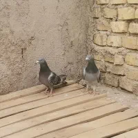 کفتر مسافتی