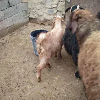 بزقالهنروماده|حیوانات مزرعه|قروه, |دیوار