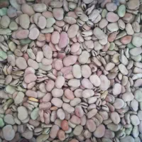 باقاله مخصوص باقاله گرمک در کوار