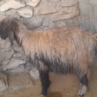 میش|حیوانات مزرعه|مسجد سلیمان, |دیوار