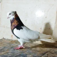 طوقی معاوضه با لاری