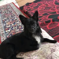 سگ اشپیدز شیتزوفلت