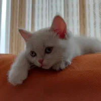 بچه گربه‌ی شاه‌توله