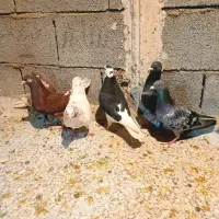 کفتر