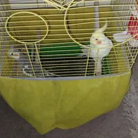 جفت عروس هلندی