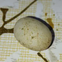 عتیقه|جواهرات|کارون, |دیوار