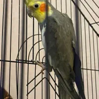 عروس هلندی اصل
