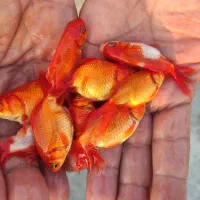 عرضه انواع بچه ماهی|ماهی|شوشتر, |دیوار