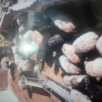 فروش بز ه بره نر برا پرواربندی|حیوانات مزرعه|اشتهارد, |دیوار