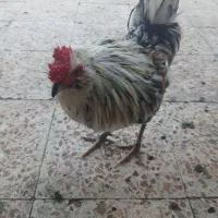 مرغ وخروس