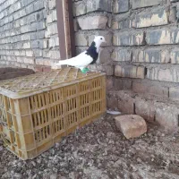 کبوتر|پرنده|اسفراین, |دیوار