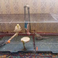 ۳ تا عروس هلندی سالم و باهوش و دستی|پرنده|سنقر, |دیوار