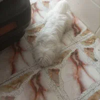سگ ساکت واروم ابه غریبه رو نمید|سگ|قم, امامزاده ابراهیم|دیوار
