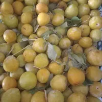 الو زرد محلی تازه تازه