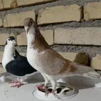 نروماده ساده