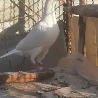 پلاکی|پرنده|شاهین‌شهر, خانه کارگر|دیوار