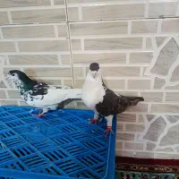 چپ و خال افشون|پرنده|مشهد, چهاربرج|دیوار