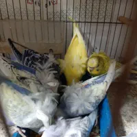 ۸ جفت مرغ عشق پروانه ای ۴ ماهه