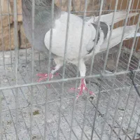 ماده خرقه نقره ای