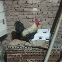 خروس محلی