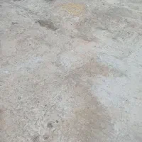 کفتر گیج کشتی|پرنده|قم, باسکول|دیوار