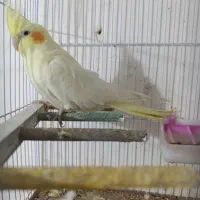 عروس هلندی|پرنده|قم, علی آباد|دیوار