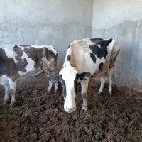 گاو زایده با گوساله|حیوانات مزرعه|مود, |دیوار