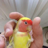 طوطی برزیلی جفت