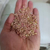 گندم سیروان بذر و گندم آرد